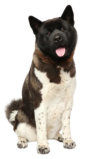 petair tiertransport usa american akita